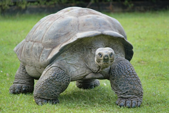 Una Tortuga Gigante Que Se Cre A Extinta Desde Hace A Os Asoma La