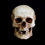 CRANEO HUESO ESQUELETO