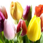tulipanes flores