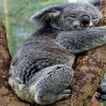 koala