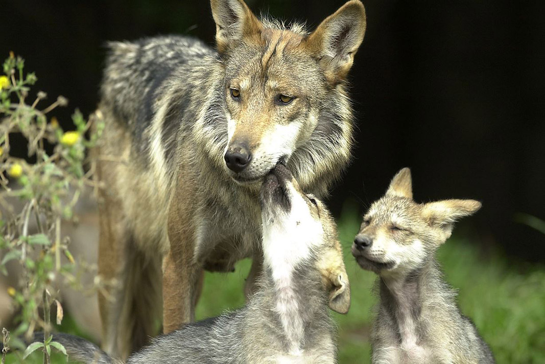 A un mes de nacidos, 5 cachorros de lobo mexicano son 'lobitas' |  