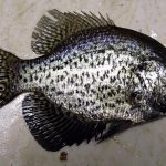 Mojarra-Negra-Pescada