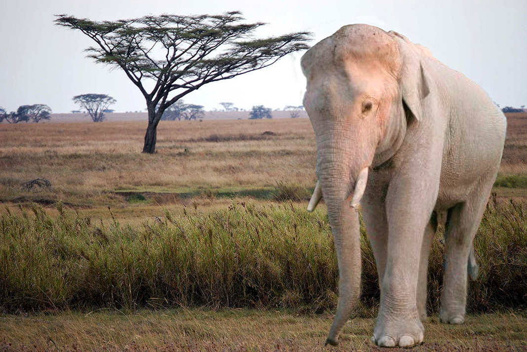 De dónde viene la expresión 'elefante blanco'? | PalabrasClaras.mx