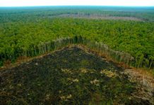 Estudio alerta que un nuevo clima ‘hipertropical’ está surgiendo en la Amazonía