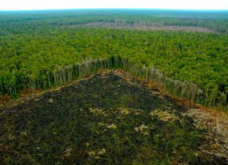 Estudio alerta que un nuevo clima ‘hipertropical’ está surgiendo en la Amazonía
