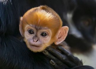 Los chimpancés tienen conversaciones parecidas a los humanos