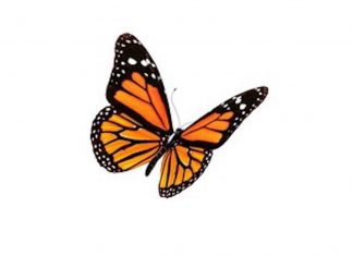 El cambio climático amenaza el hábitat y la migración de la mariposa monarca