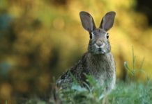 VIDEO: Un conejo queda atrapado por sus largas orejas