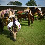 Caballos-carretoneros