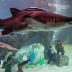 Nativity scene at the Zoo Aquarium of Madrid