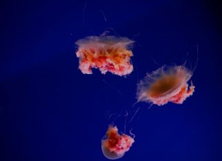 ¡Alerta picaduras y otros incidentes con la fauna marina! Que no te arruinen las vacaciones