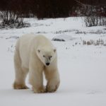 oso polar artico polo norte frio