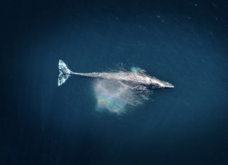 Hallan el cementerio de ballenas más profundo y extenso con fósiles de hasta 5.3 millones de años