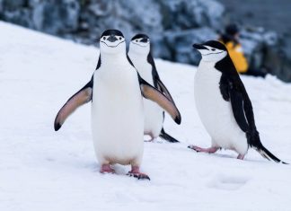 Los pingüinos adelantaron dos semanas su reproducción a causa del cambio climático