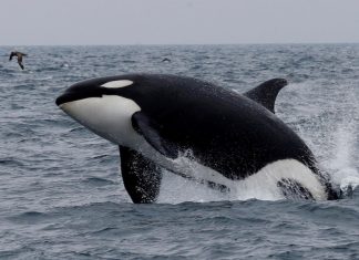 Tras la menopausia, las orcas protegen a sus hijos de las peleas