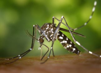 Esto es lo que más atrae a los mosquitos del olor de los humanos