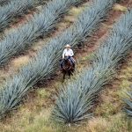 TEQUILA AGAVE