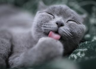 Hoy es el Día Internacional del Gato