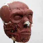 fase-de-reconstruccion-del-craneo-del-primer-neandertal-neerlandes-krijn