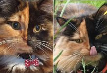 Gatita con cara bicolor causa sensación, ¿cuál es su extraña condición?