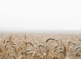 Cosecha de trigo en EEUU queda por debajo de las previsiones, precios suben un 4.5%