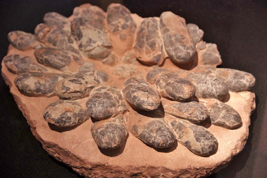 They found a perfectly preserved dinosaur embryo that was about to be born (and its position left scientists speechless)