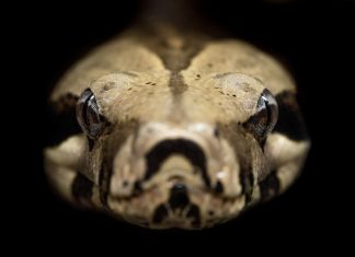 Descubren en Ecuador una nueva especie de boa enana