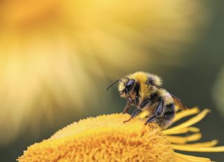 UNAM elabora trampas acústicas para atrapar moscas y abejas sin lastimarlas