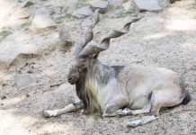 VERACRUZ 2024: UNA SUCESIÓN SIN RETRUÉCANOS NI RETORCIDOS