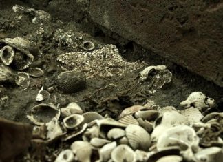 Descubren que unos antiguos fósiles encontrados en EE.UU. no pertenecen a ningún ser vivo