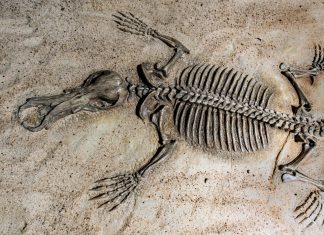 Hallan una criatura marina desconocida hasta ahora que vivió hace 244 millones de años