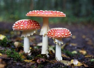 Descubren un antídoto para tratar intoxicaciones causadas por el hongo más mortal del mundo