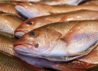 Comer pescado puede ayudar a mantener la salud del cerebro