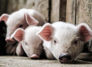 ¿Qué es la gripe porcina y qué síntomas produce en humanos?