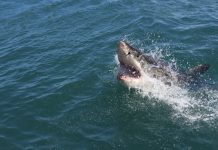 Enorme y agresivo tiburón ataca a mujer en Hawai. Testigos vieron ‘mucha sangre en el agua’