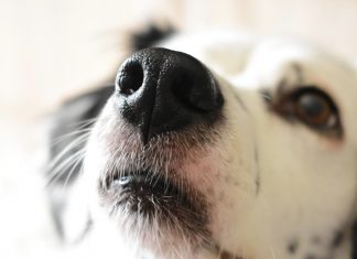 Los perros modernos superan a sus antepasados en volumen cerebral