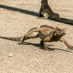 iguana-lagartija-repitl-LAGARTO