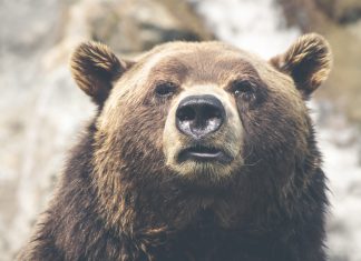 Practican una autopsia a un oso de 3,460 años de antigüedad, “un hallazgo sin parangón en el mundo”