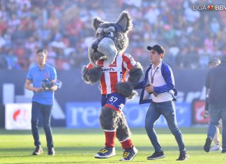 Lucho, el schnauzer elegido como mascota de Atlético San Luis por una insólita y curiosa razón