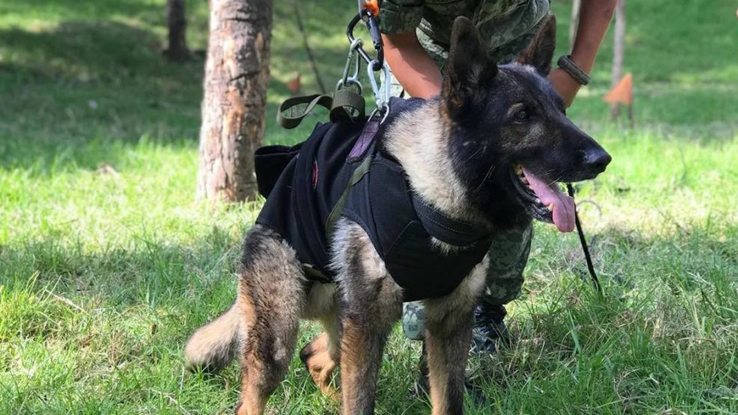 proteo-perro-rescatista-de-la-sedena