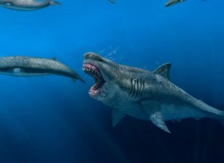 Descubren un “extraordinario” diente de megalodón en las costas de Florida