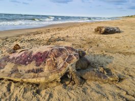 Derrame en Veracruz: irresponsabilidad e impacto ambiental