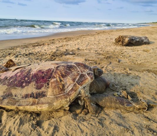 Tres focos originan derrame en el Golfo de México: Semar