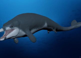 Hallan una nueva pequeña ballena, Tutcetus, “el faraón” que murió hace 41 millones de años