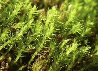 El musgo más antiguo y de evolución más rápida podría no sobrevivir al cambio climático