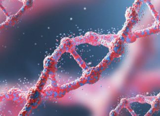 Cromosoma Y: ¿Por qué los genes masculinos podrían desaparecer en la raza humana?