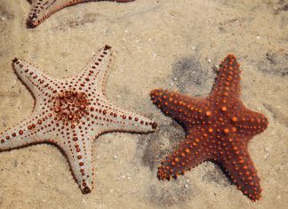 Estrellas de mar: Descubren cómo realizan inaudito método de supervivencia