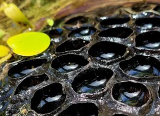 ¿Miedo a los agujeros? Se llama tripofobia y es más común de lo que crees