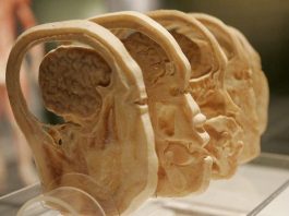 Atlas de la corteza prefrontal: entender cómo enferma el cerebro
