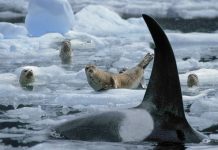 Orcas enseñan a sus crías a cazar focas en las costas de la Antártida